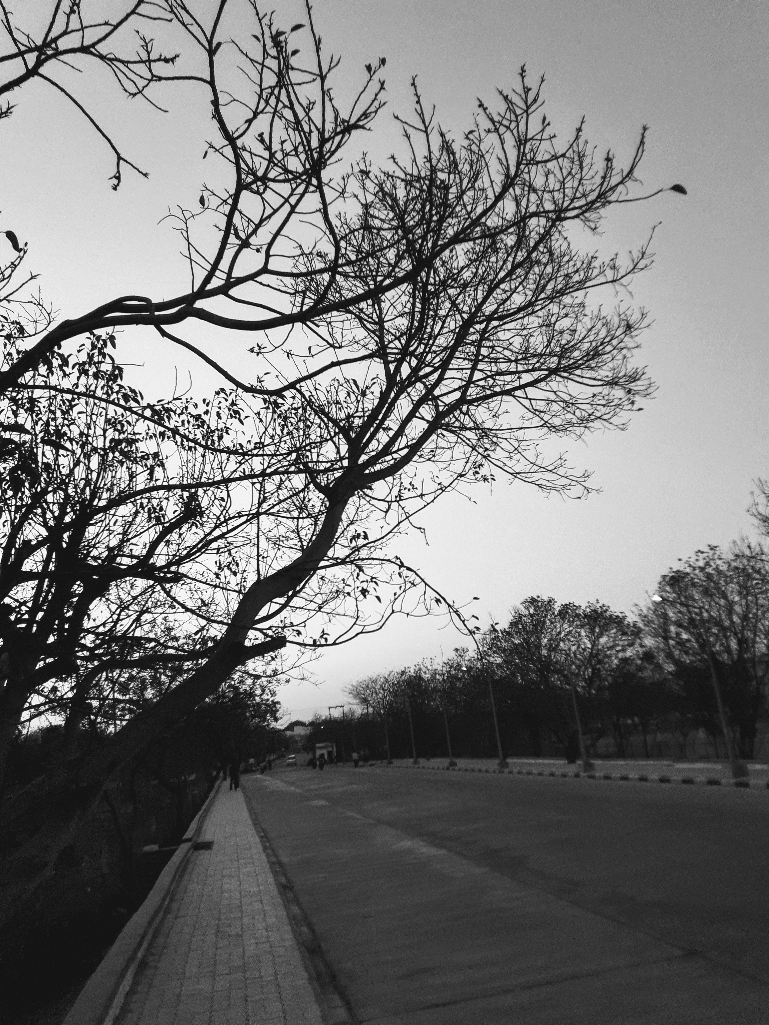 tree road black and white itsmnthn Manthankumar satani